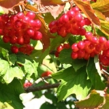 Kada i kako je najbolje sakupljati viburnum